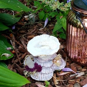 Mini smudge oyster shell bowl
